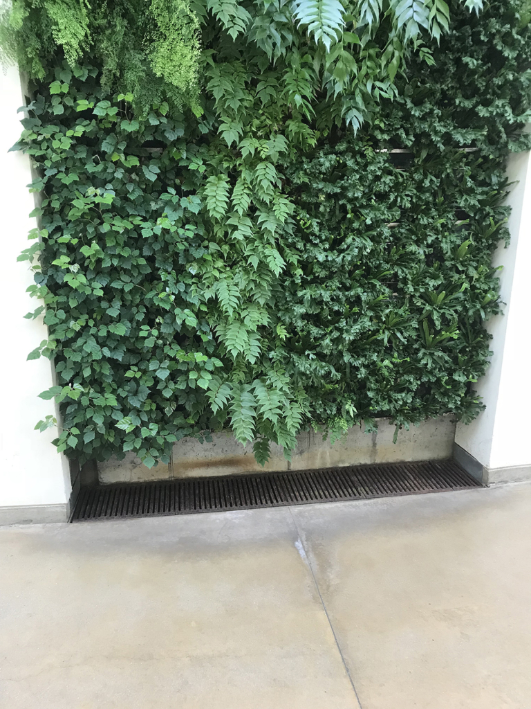 Cast iron trench drain grate below wall of greenery