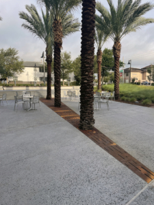 Laser cut corten steel large array tree grates with decorative Rain pattern, protecting palm trees in paved hospital courtyard