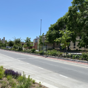 Decorative planter in road median on college campus, surrounded by custom cast iron planter fence.