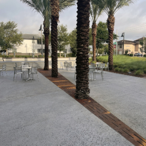 Laser cut corten steel large array tree grates with decorative Rain pattern, protecting palm trees in paved hospital courtyard