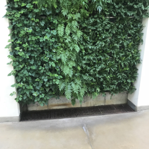 Cast iron trench drain grate below wall of greenery